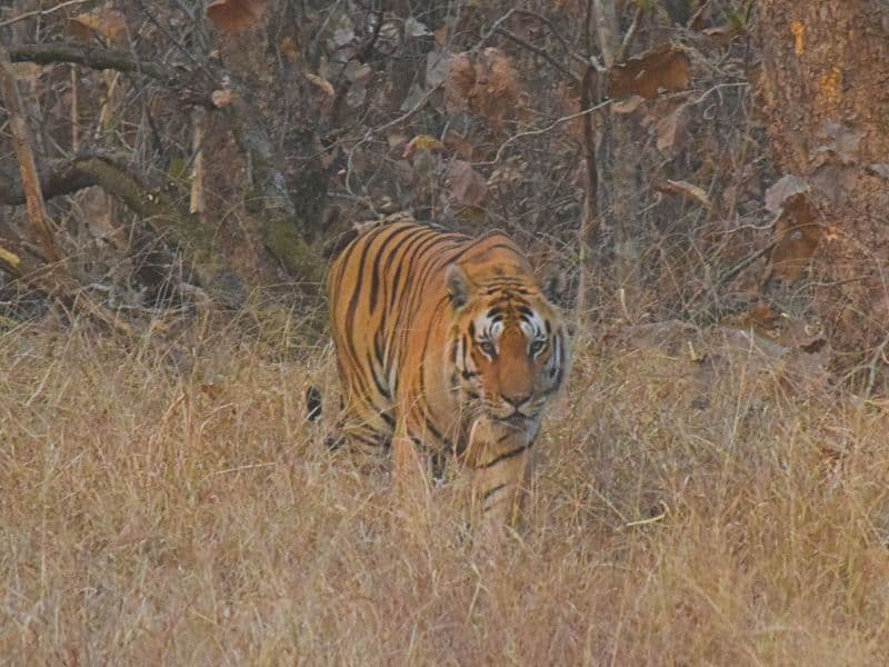 Pench Tiger Reserve wildlife