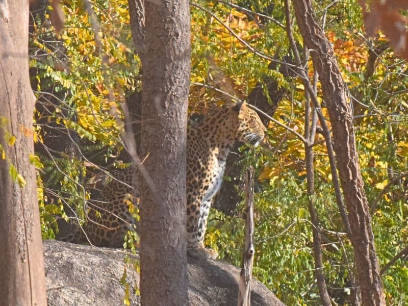 Pench Tiger Reserve forest
