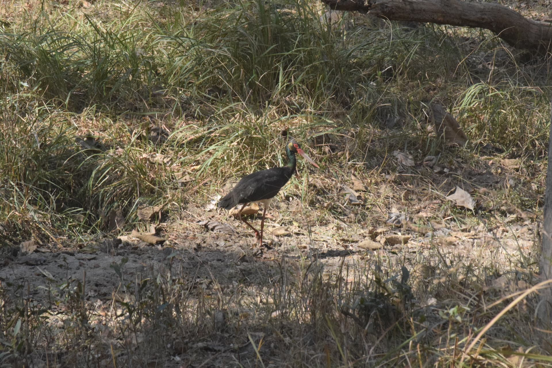 Safari at Pench
