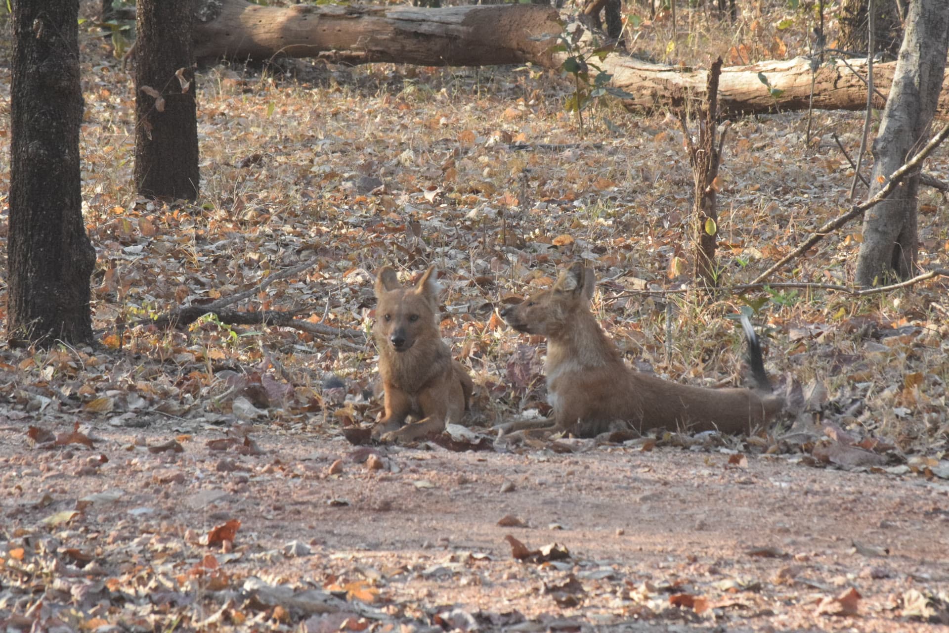 Jungle experience at Pench