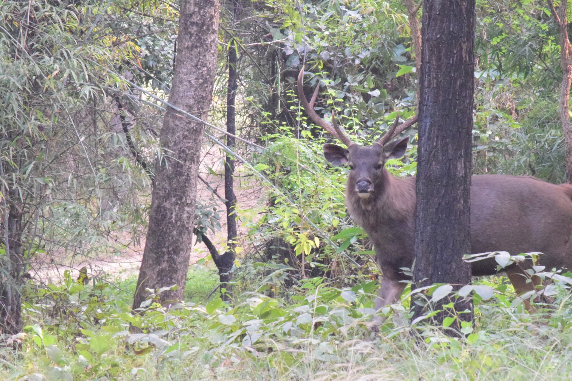 Wildlife at Pench Tiger Reserve