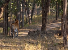 tiger reserve pench